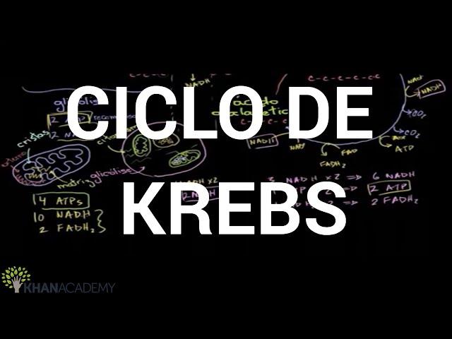 Ciclo de Krebs - Ciclo do ácido cítrico | Química | Ciências | Khan Academy