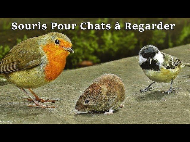 Vidéos Pour Chats à Regarder Souris ~ Souris Pour Chat - Vidéo Pour Les Chats à Regarder Souris