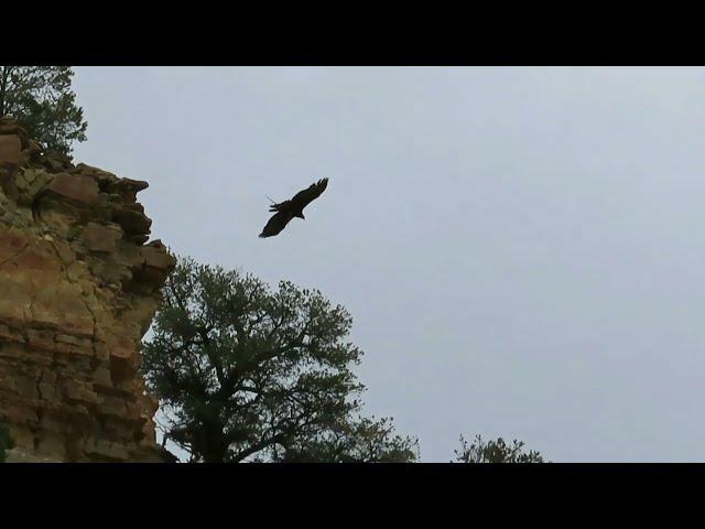 RMSO Bigfoot Top 6 Sasquatch Captured on Video