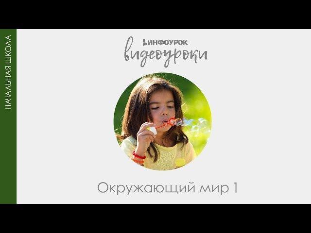 Природа вокруг тебя | Окружающий мир 1 класс #19 | Инфоурок