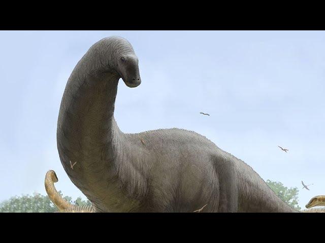 The Evolution of Sauropods