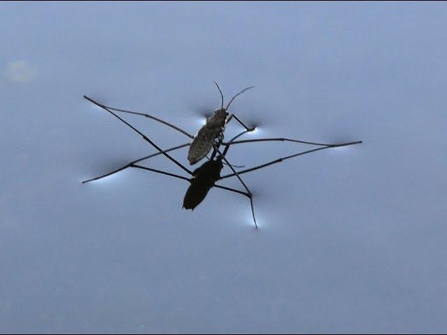 Водомерки на водной глади, Клоп - водомерка, Water striders