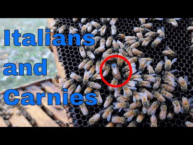 Italian Bees VS. Carniolan Bees! What we are doing and why..... (I think!)