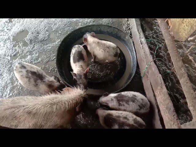 menternak itik dan antok