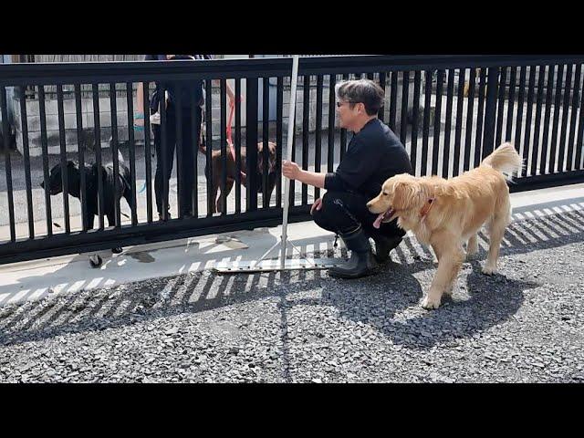 Dogs that bark and dogs that don't bark. [Golden Retriever Japan]