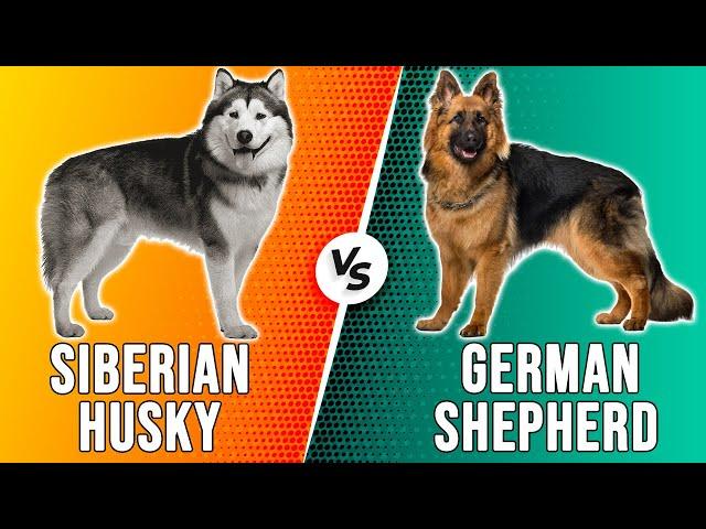 Siberian Husky vs German Shepherd – Which One Is Better? (Which is Ideal For You?)