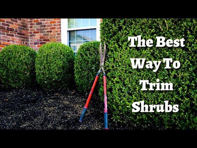 How to trim your shrubs with Hedge Shears