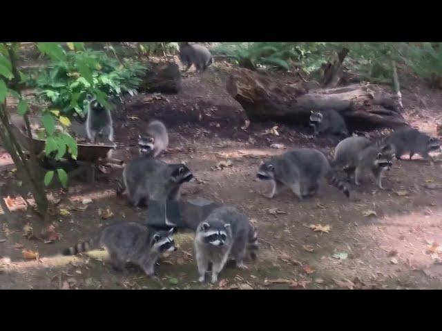 Washington woman calls authorities after finding over 100 raccoons outside her home demanding food