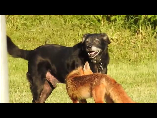 Собака против лисы | Fox vs Dog | Vulpes vs Canis lupus familiaris