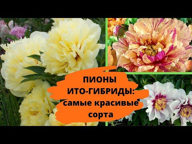 Лучшее украшение для сада: пионы ИТО-гибриды