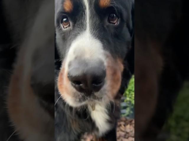 My Bernese Mountain Dog Keeps Harvesting Green Beans From the Garden  #gardening #funnydogs