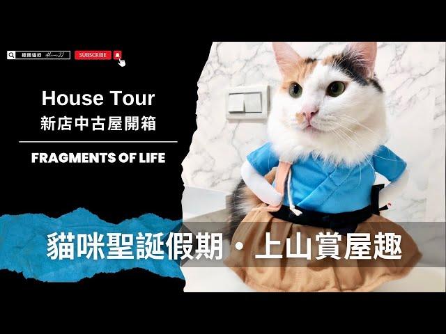 聖誕假期貓出遊｜HouseTour、新店中古屋開箱 #funny #cat #pets #cute #pets #cuteanimals【AJ極簡貓奴】