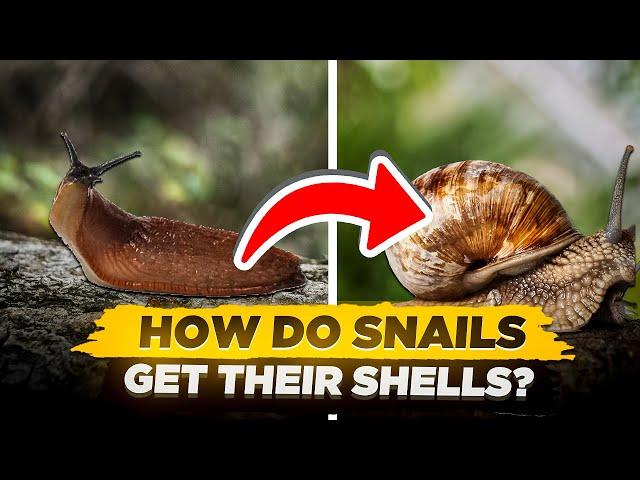 How Do Snails Get Their Shells? (Are Snails Born With Their Shells?)