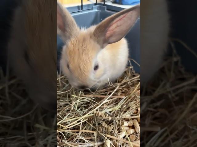 Маленький кролик#pets #кролик
