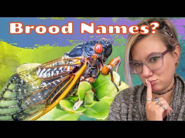 When Will Brood XI come out? How Are Cicada Broods Named?