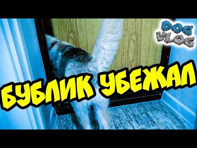 DOGVLOG: ХАСКИ БУБЛИК УБЕЖАЛ....