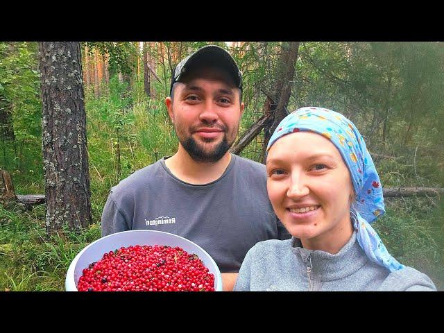 ЖИЗНЬ НА ЗАИМКЕ! СОБРАЛИ ЯГОДУ И ЗАГОТОВИЛИ СЕНО ДЛЯ БЫКОВ | МОЧЕНАЯ БРУСНИКА И ВАРЕНЬЕ С ГРУШЕЙ