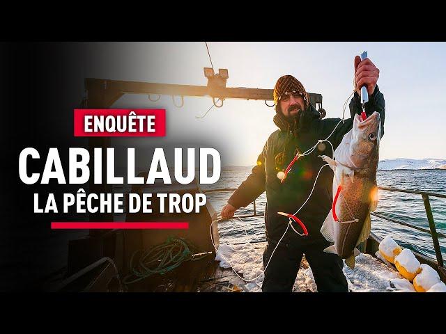 Le Cabillaud : Enquête sur son parcours de la Mer à l'Assiette | Scandale Mondial | KM