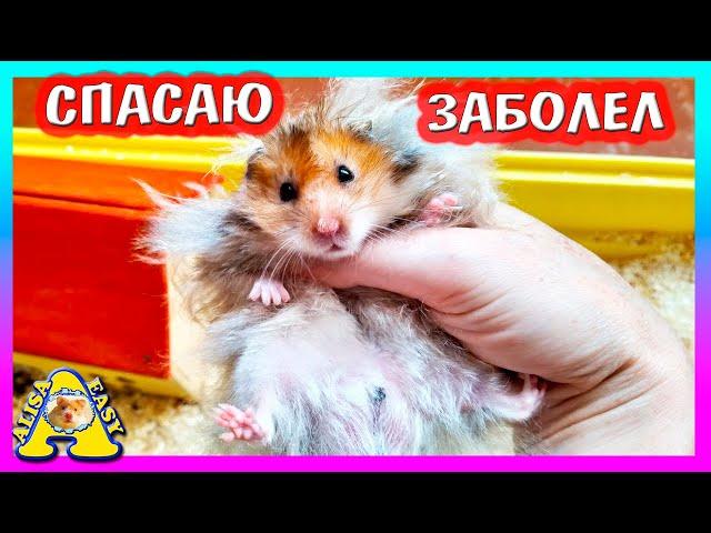 СПАСАЮ ХОМЯКА МИККИ /ЧТО С  ХОМКИ ?  /СПАСЕНИЕ ПИТОМЦА /  Alisa Easy Pets