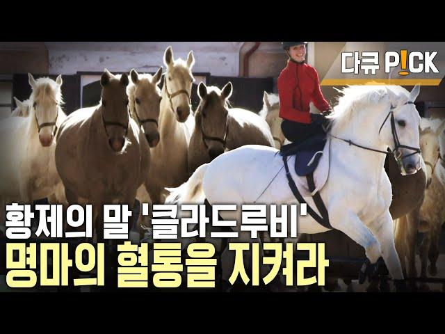 황제의 말! ‘클라드루비’의 순수 혈통을 지킨다 432년의 역사! 체코 국립 종마농장 | 100년의 기업 | KBS 20110501 방송