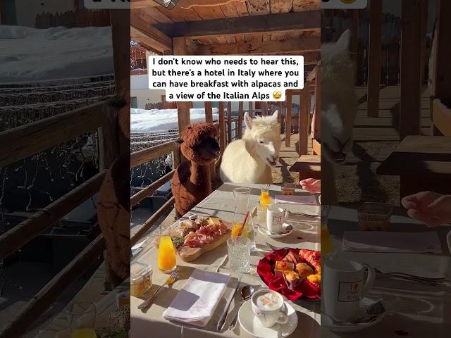 Surprise breakfast with ALPACAS in Italy 