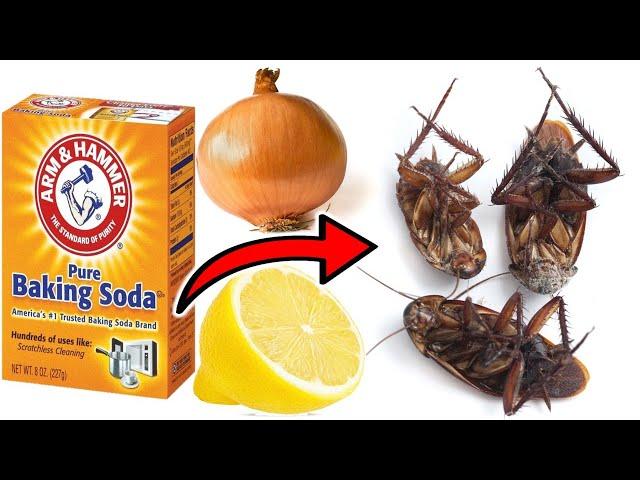 How To Kill Cockroaches Within 5 Minutes Using 3 Simple Ingredients