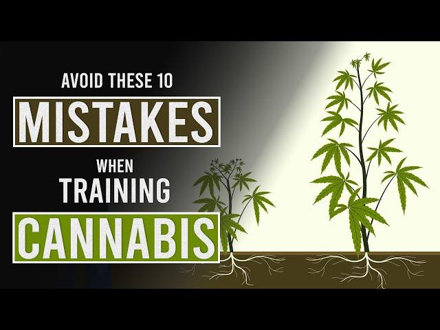 10 Mistakes to Avoid When Training Cannabis Plants!