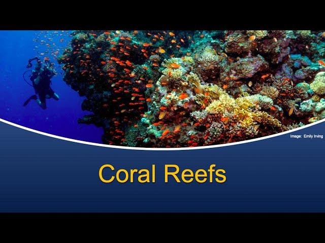 Marine Biology at Home 11: Coral Reefs