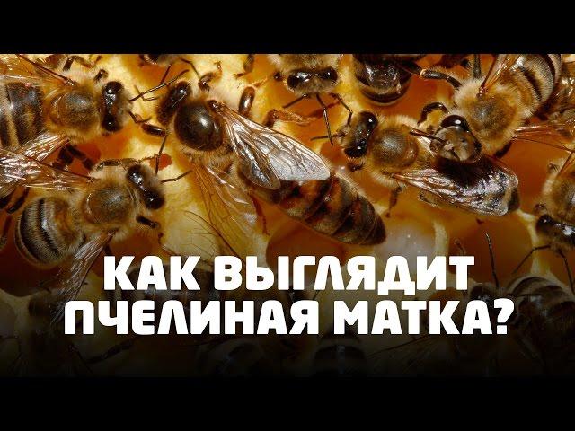 Как выглядит пчелиная матка?