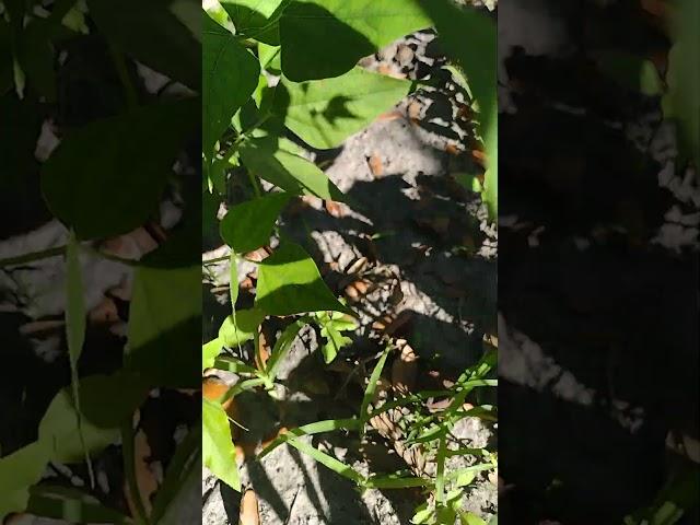 The black beans I planted from the 15 bean soup mix from the grocery store has blooms