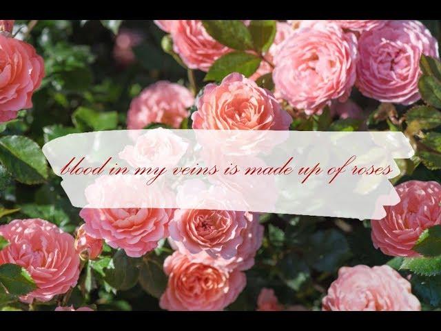 Fanfic-teaser | blood in my veins is made up of roses | BTS | 방탄소년단 | СЛЭШ |