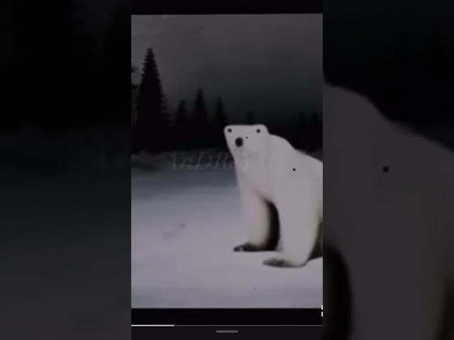 Белый медведь 2026 мем