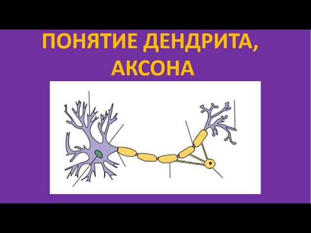 Понятие дендрита, аксона