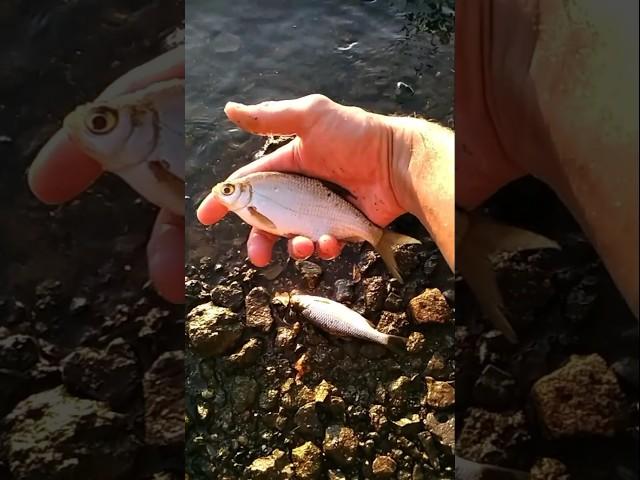 Рыбалка, отпускаю плотву с густерой. Fishing in the river