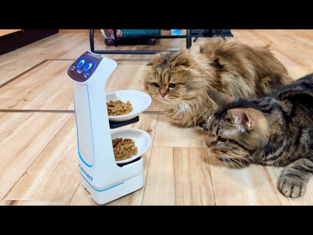 配膳ロボットで猫のご飯を届けるとこうなります