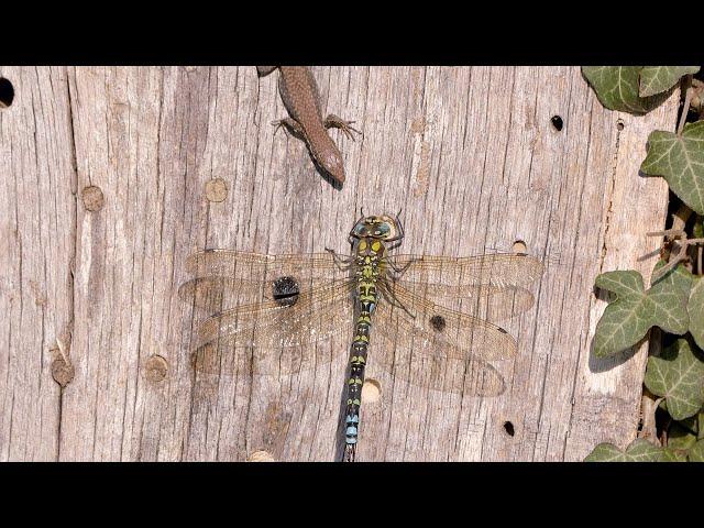 Small lizard meets a large dragonfly / Kleine Eidechse trifft auf eine grosse Libelle