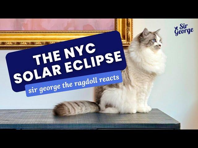 Ragdoll Cat Reacts to the Solar Eclipse | Sir George the Ragdoll