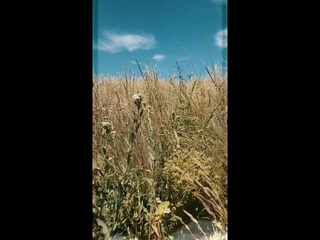 Промо ролик цветочной мастерской «Василек»