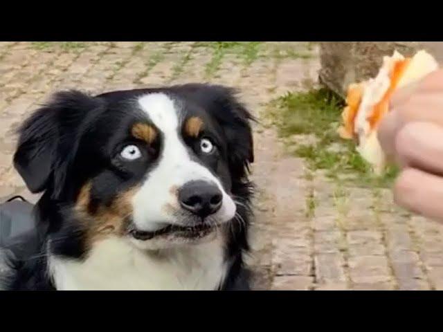 Funniest Animals  New Funny Cats and Dogs Videos  - Ep.25