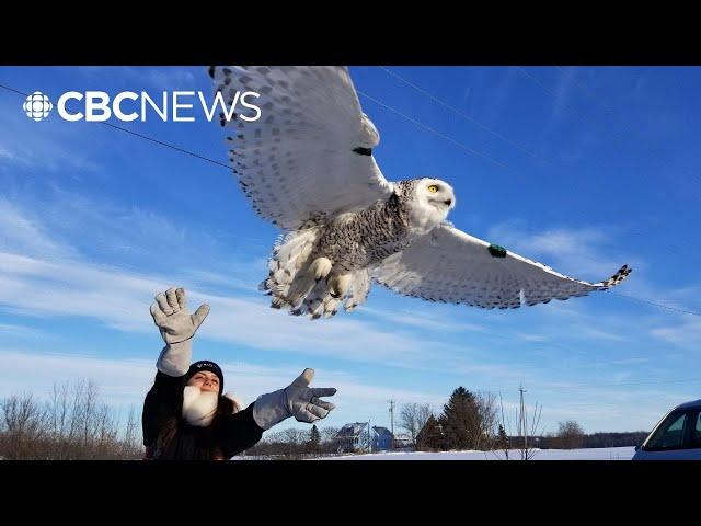 The snowy owl, Quebec's official bird, labelled threatened species by expert group
