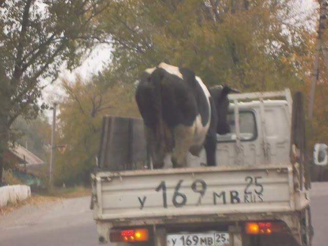 Из грузового автомобиля выпала корова - прикол года