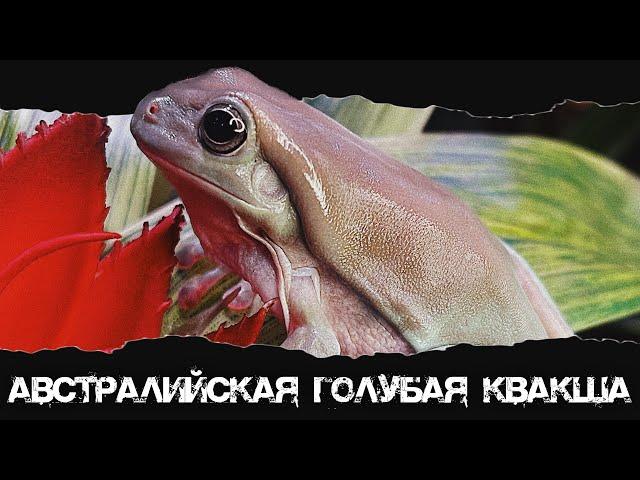 ЛЯГУШКА ДЛЯ НАЧИНАЮЩИХ - АВСТРАЛИЙСКАЯ ГОЛУБАЯ КВАКША | Содержание, уход и полезные советы