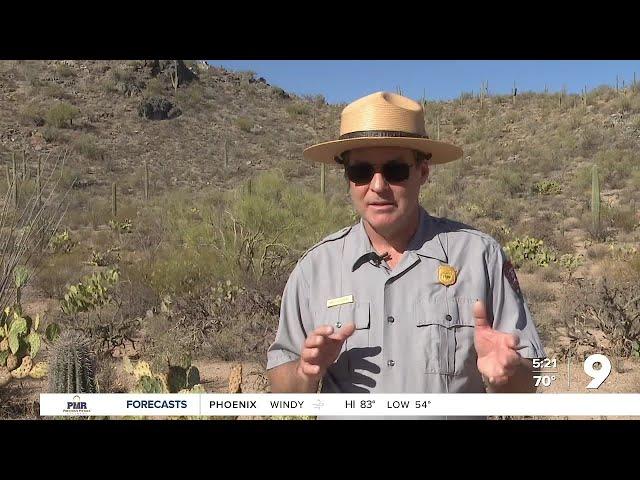 How wildlife cameras help scientists at Saguaro National Park West