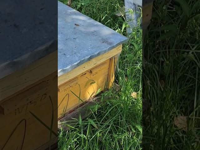 Самый простой и лёгкий способ избавить семью от налёта #bee #пчеловодство