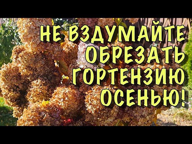 Сделайте ТАК с ГОРТЕНЗИЕЙ ОСЕНЬЮ, если ХОТИТЕ ШИКАРНЫЙ КУСТ