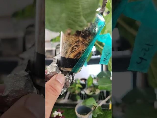 Ghost Hill Fig Air Layer Update #plants#gardening #propagation