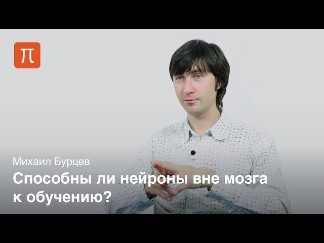 Обучение нейрональных культур - Михаил Бурцев