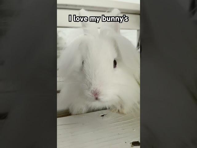 I love my bunny’s #lovely #animalsfunny #animals #funny #plushchannel #funnymemes #plush