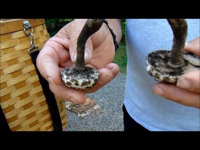 Harvesting the Old Man of the Woods Mushroom