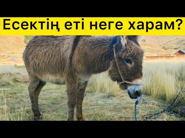 Есектің еті неге харам! Еңбегі адал, еті харам жануар